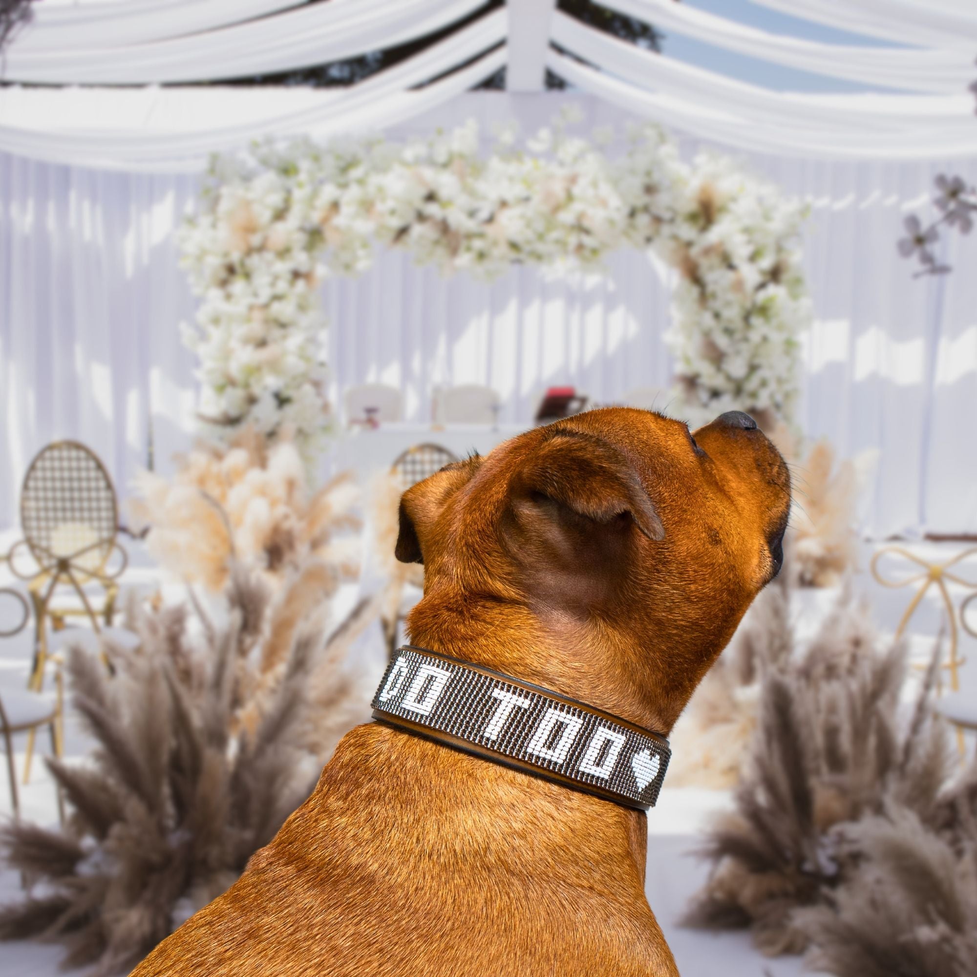 I Do Too Sambboho dog collar (wedding collection)