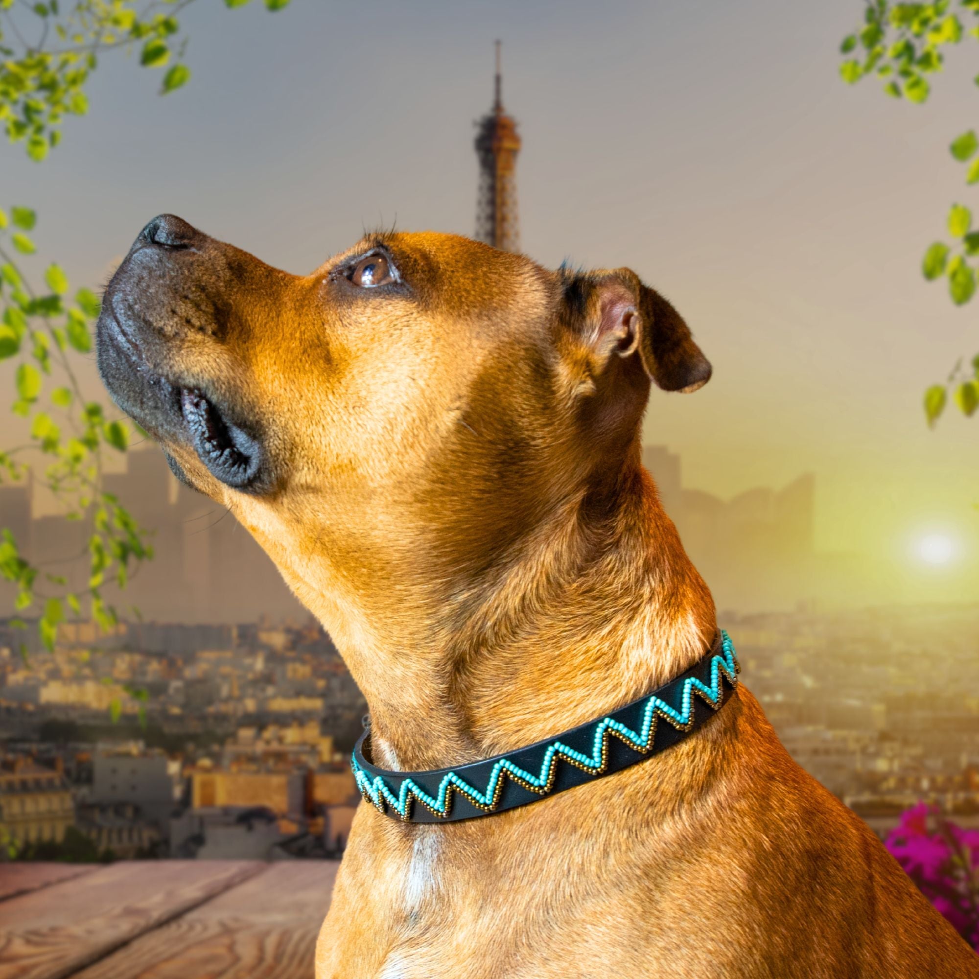 Belo Sambboho dog collar (new Eko collection)