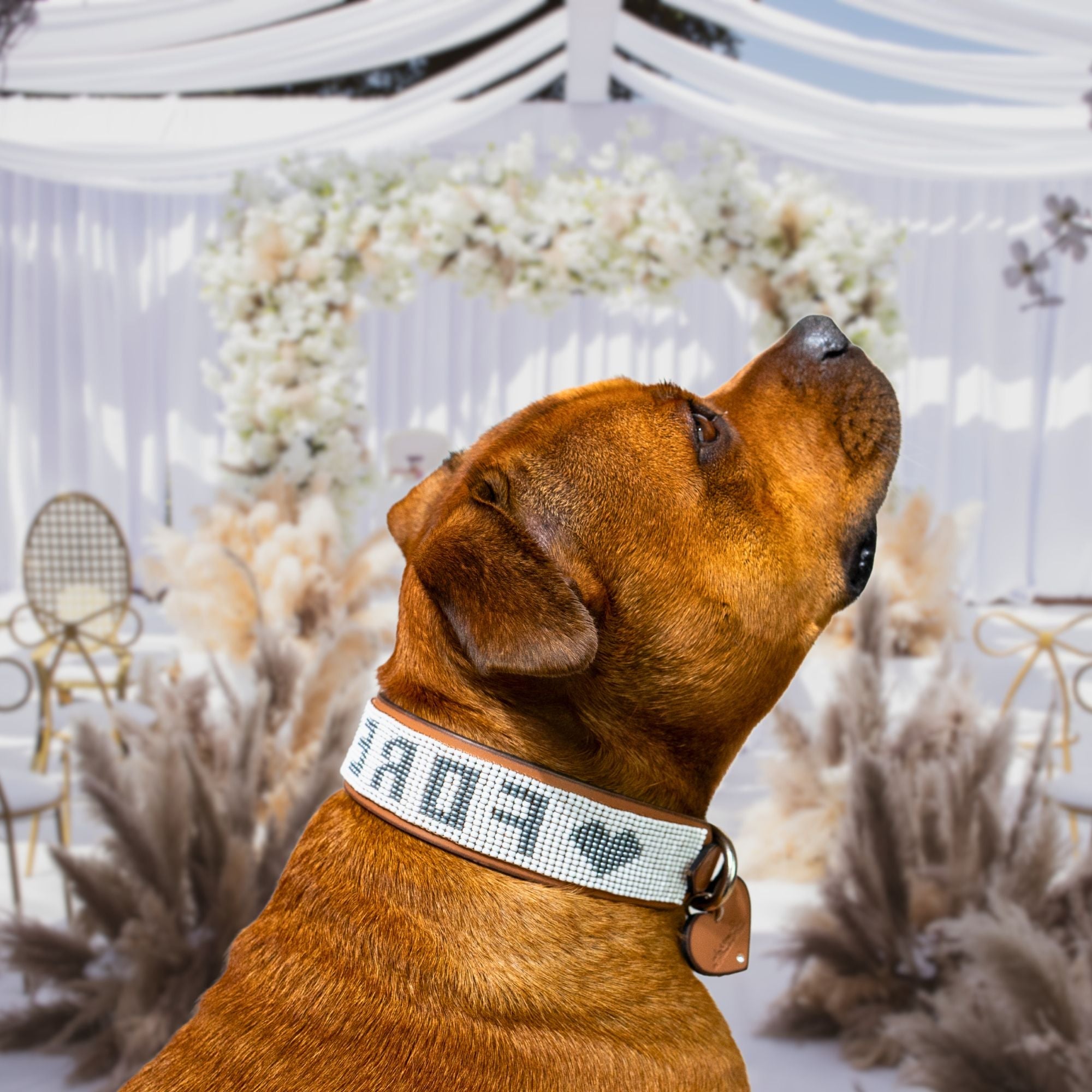 Forever Sambboho dog collar (wedding collection)