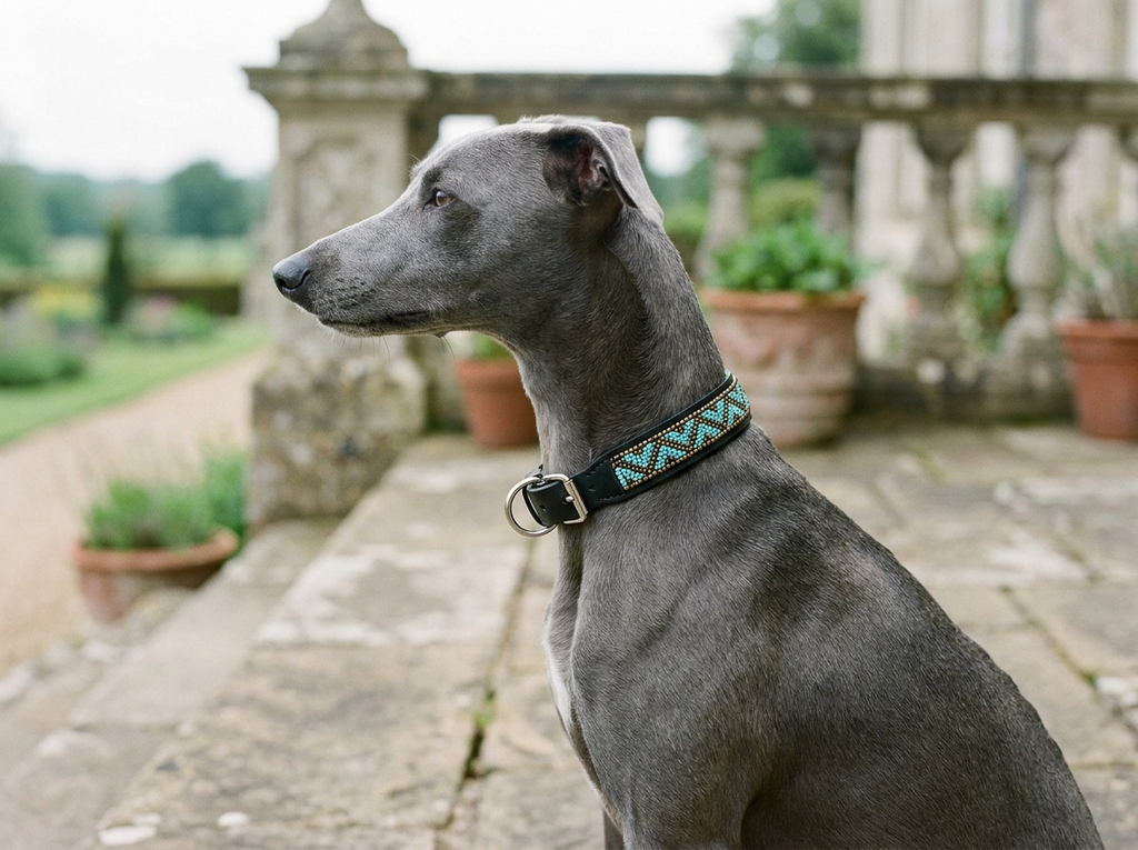 Grey whippet wearing the Teal and Bronze beaded leather collar