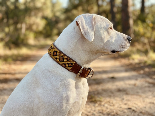 White short-haired dog wearing the Cheetah Print beaded leather collar outdoors
