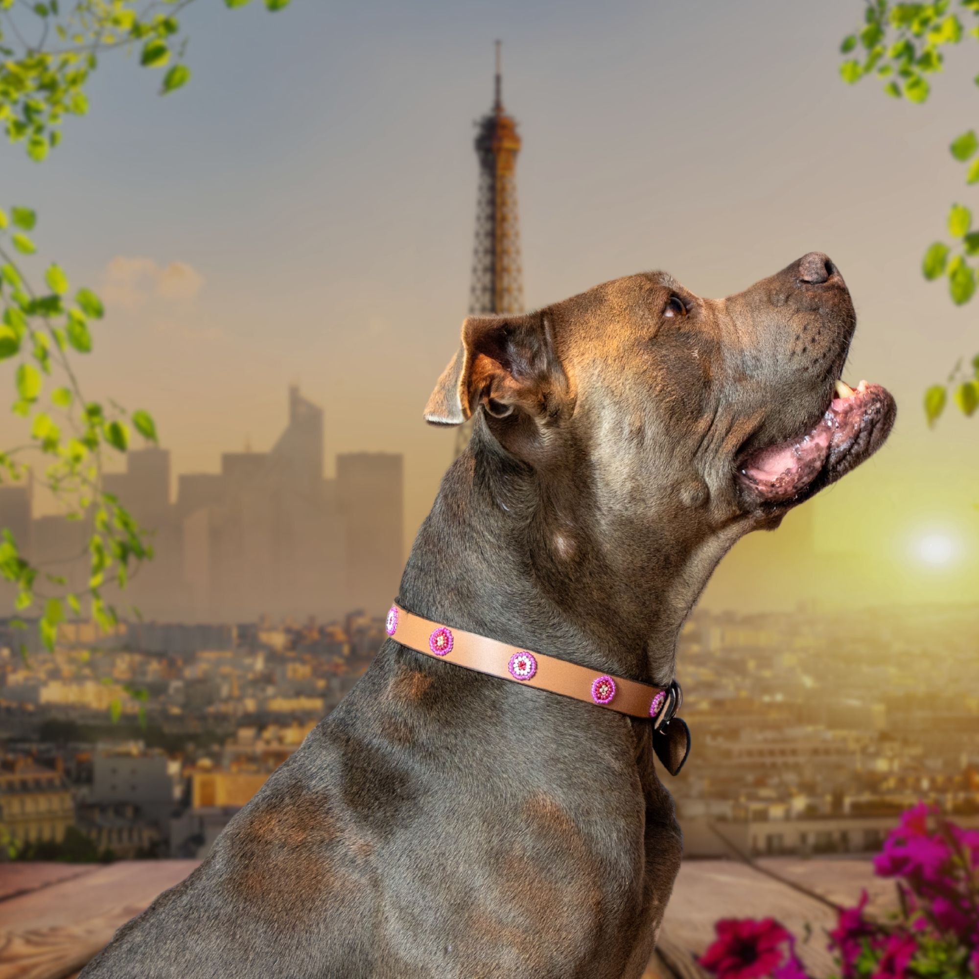 Luna Sambboho dog collar (new Eko collection)