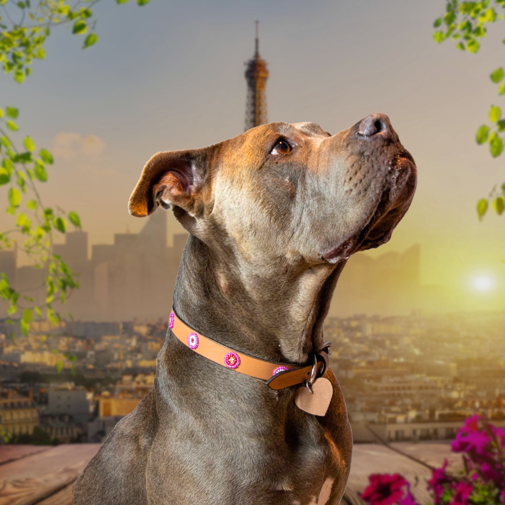 Luna Sambboho dog collar (new Eko collection)
