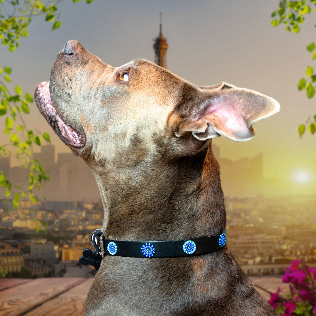 Milo Sambboho dog collar (new Eko collection)