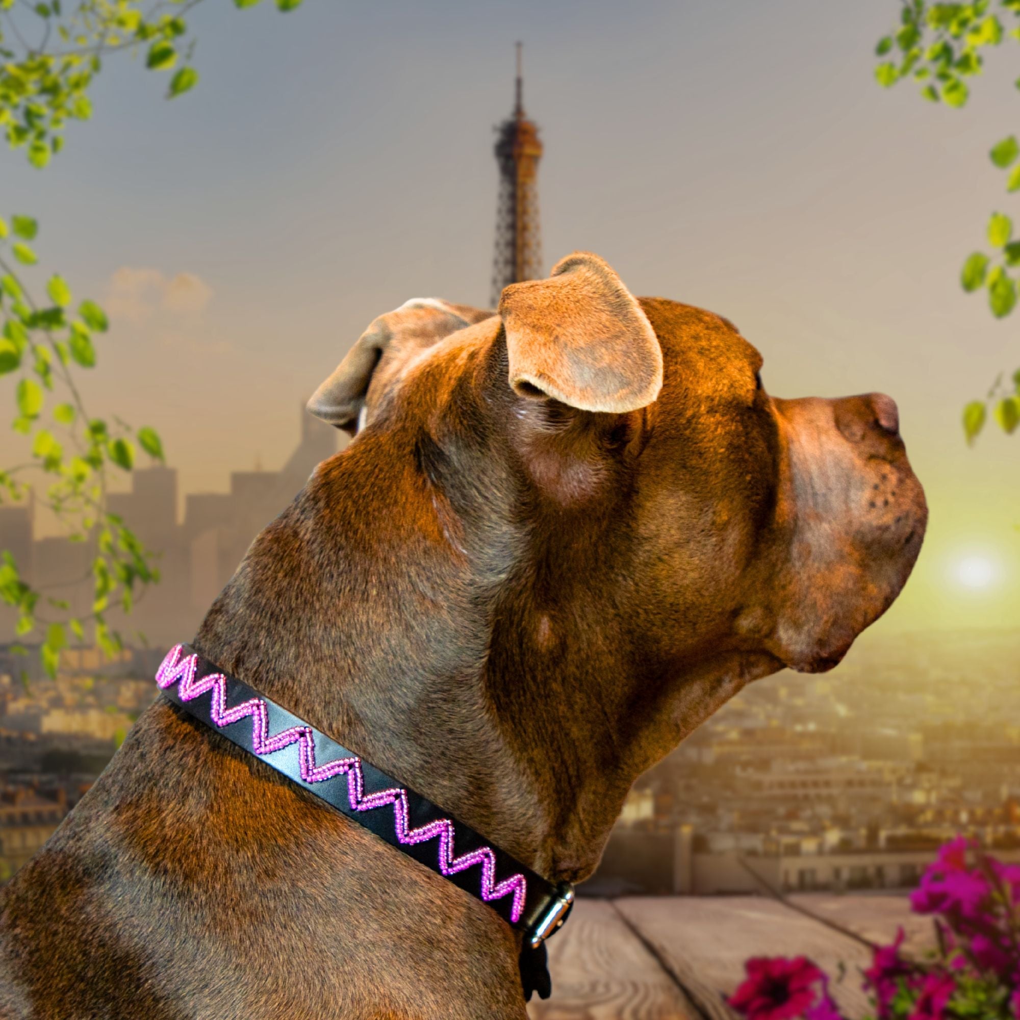 Vera Sambboho dog collar (new Eko collection)