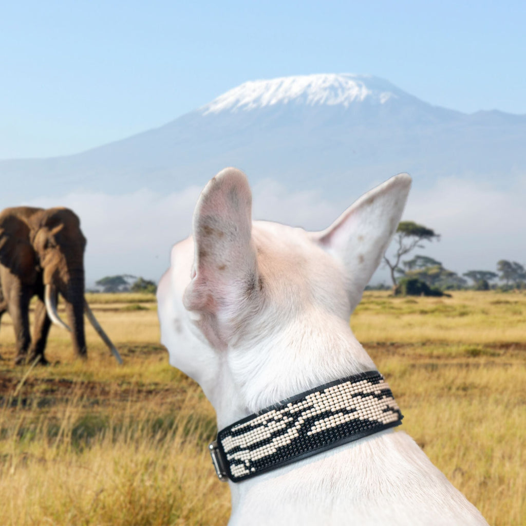 Zebra Sambboho dog collar (animal print collection)